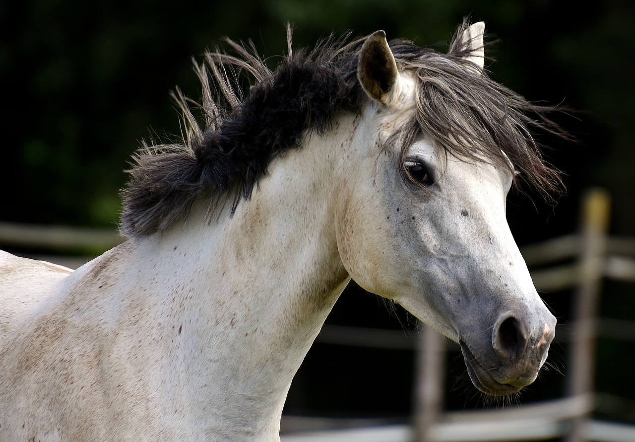 mold horse love for animals free photo