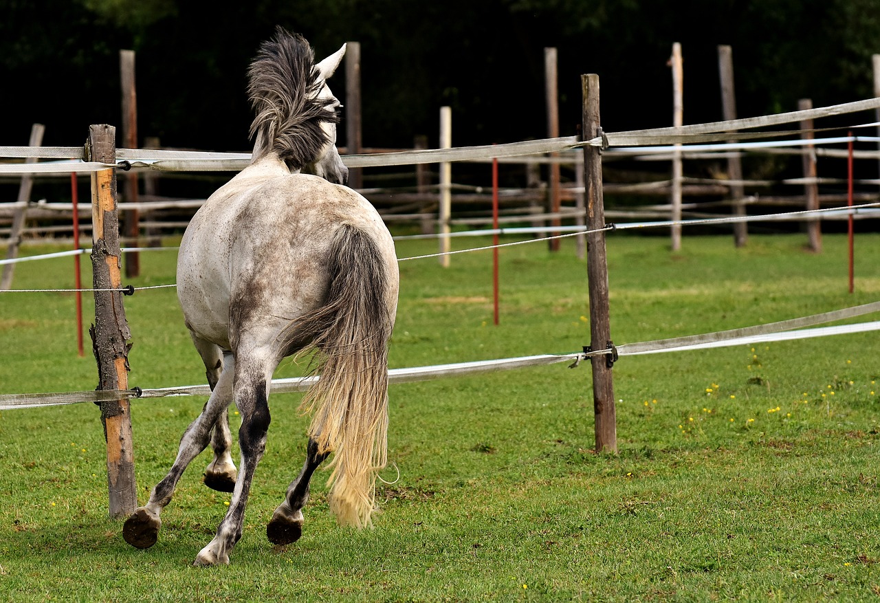 mold horse love for animals free photo