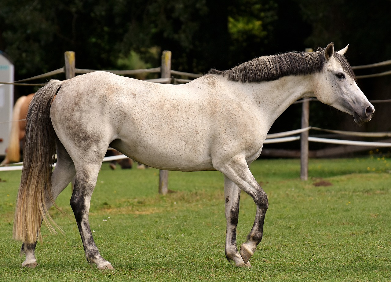 mold horse love for animals free photo