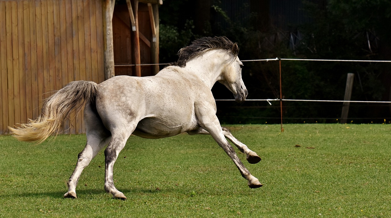 mold horse love for animals free photo