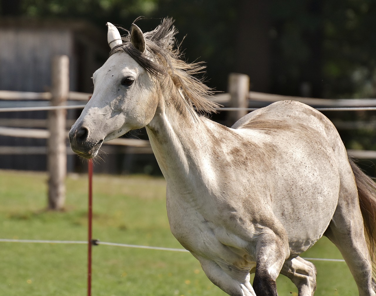 mold horse love for animals free photo