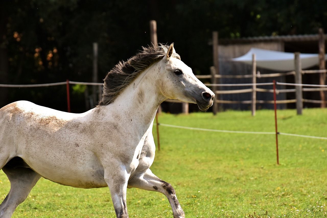 mold horse love for animals free photo