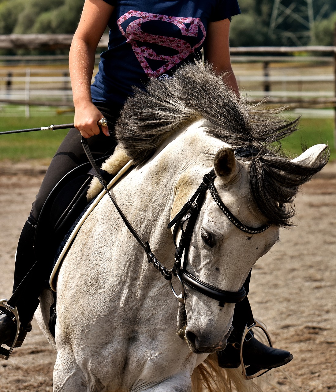 mold horse ride free photo