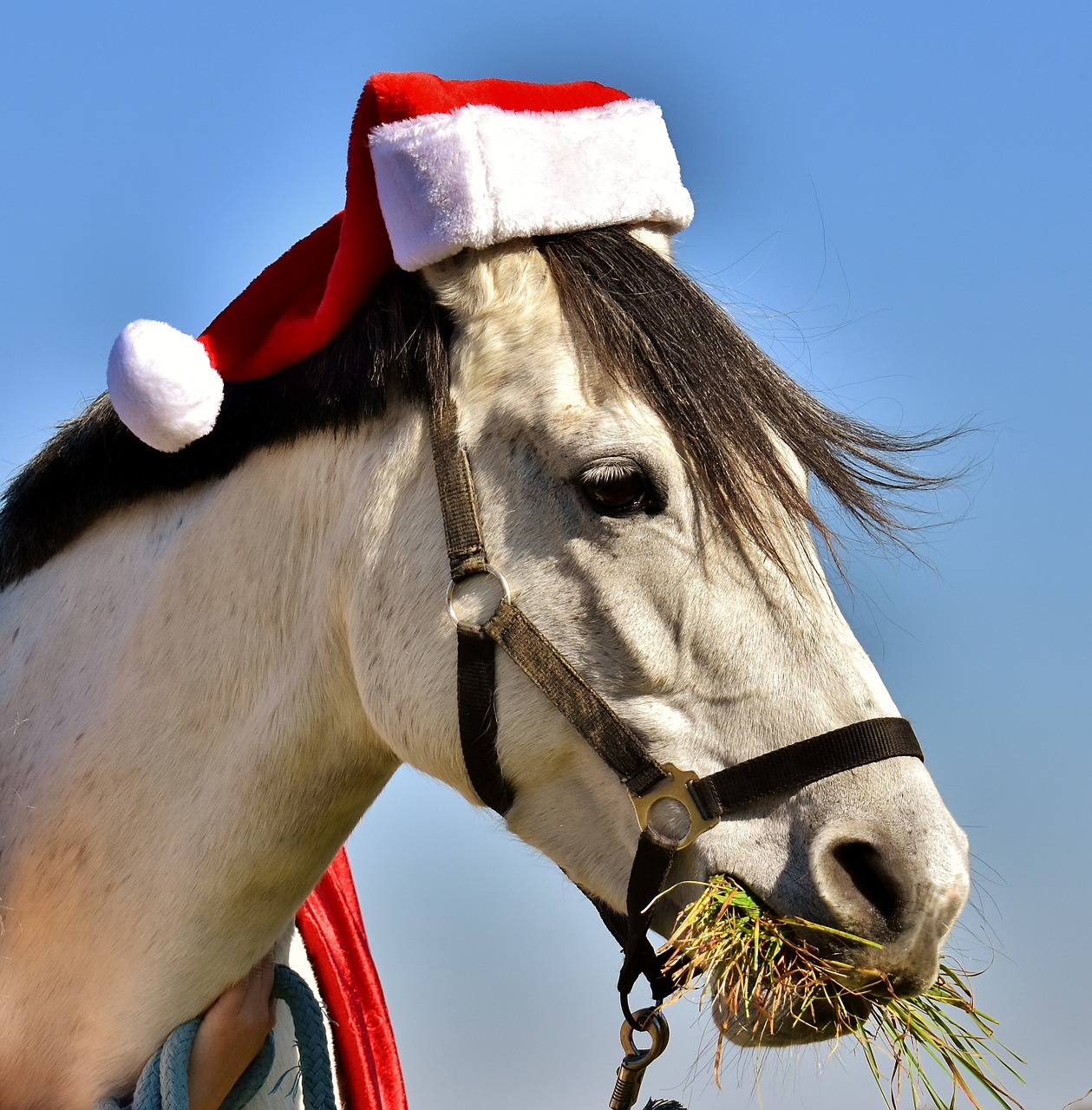 mold santa hat christmas free photo