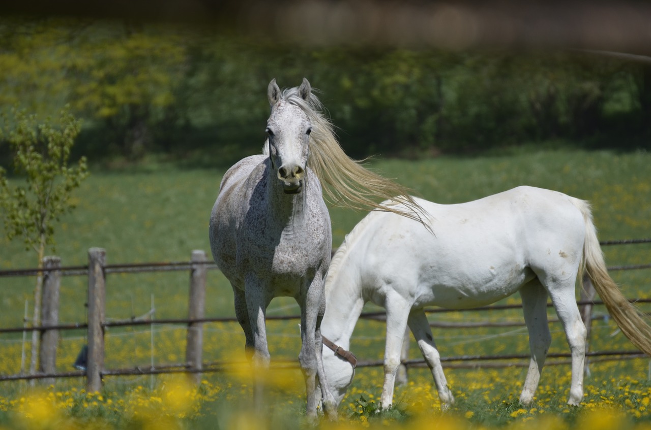 mold  mare  main and state stud marbach free photo