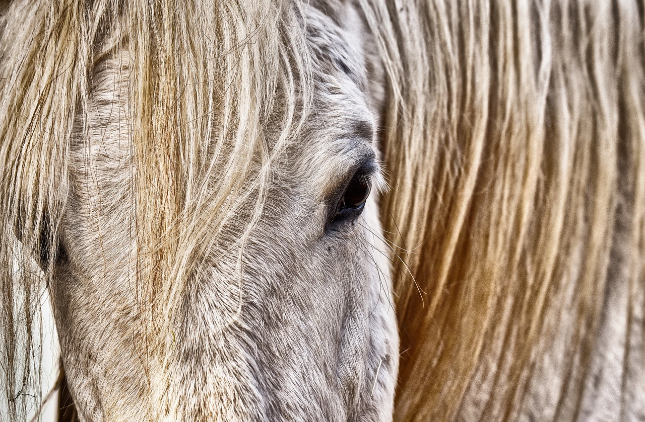 mold  horse  white free photo