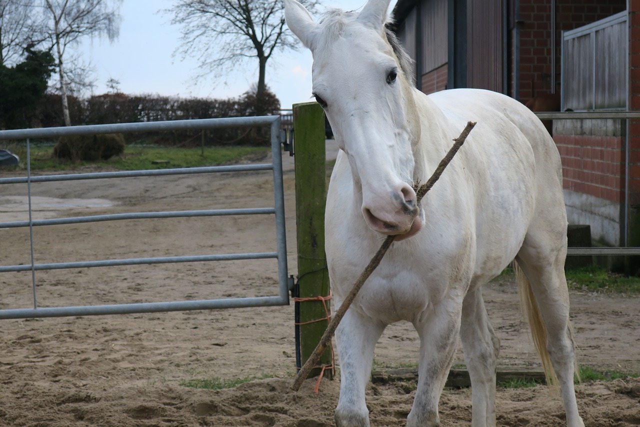 mold  horse  horse head free photo