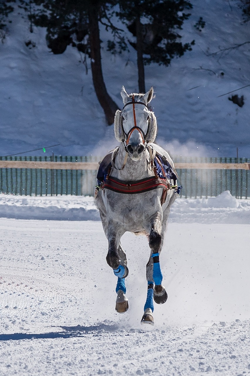 mold  horse  gallop free photo