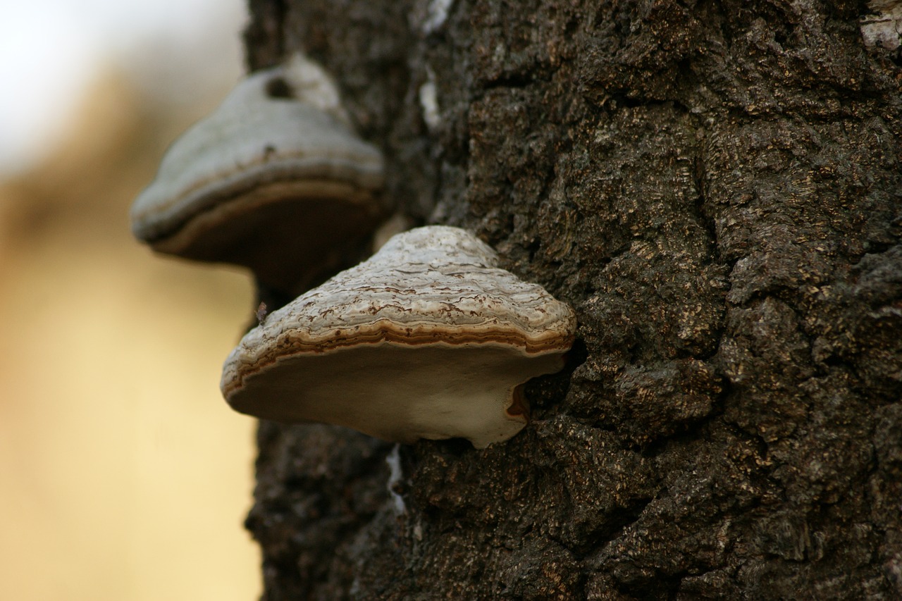 mold  tree  forest free photo