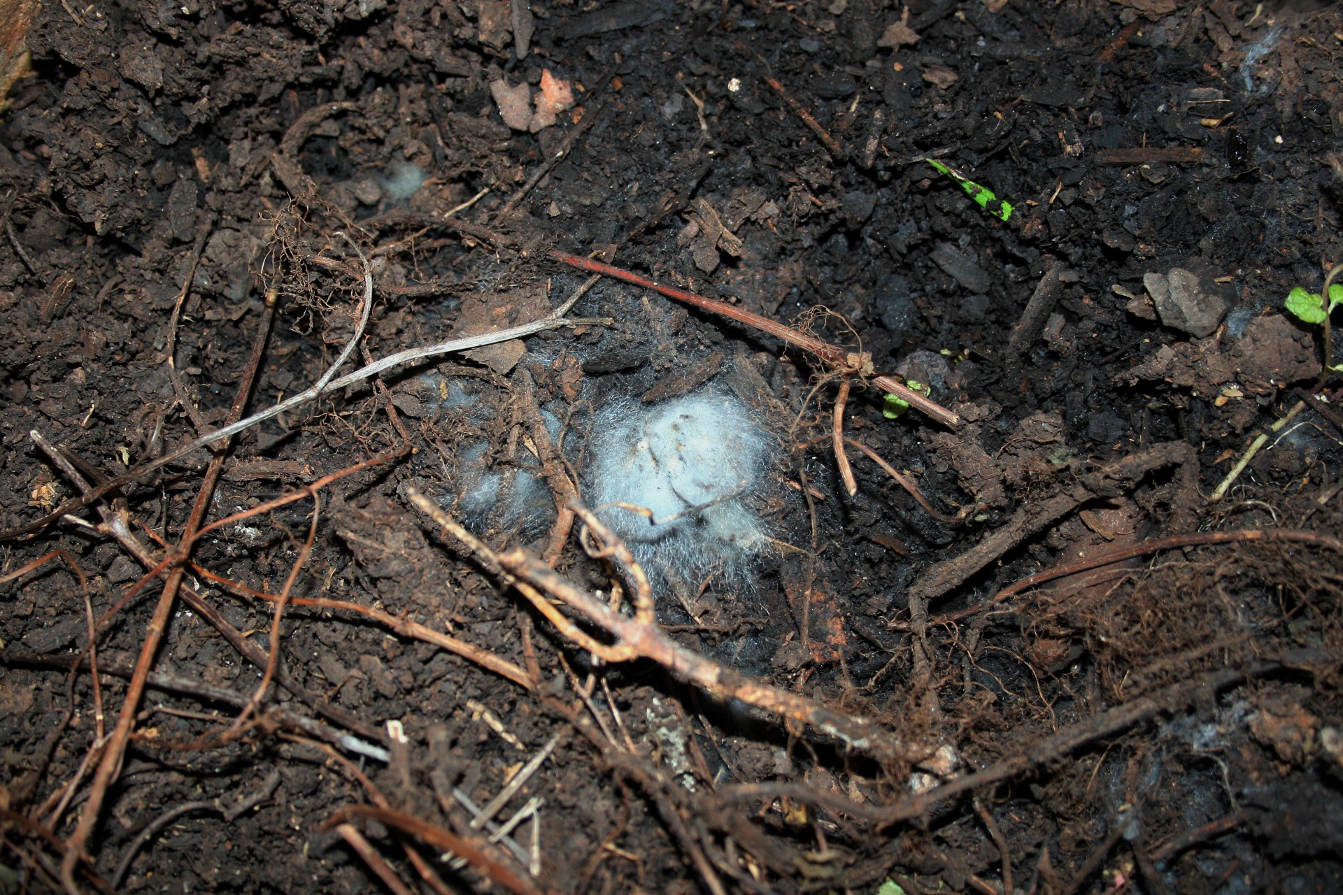 debris organic fungus free photo