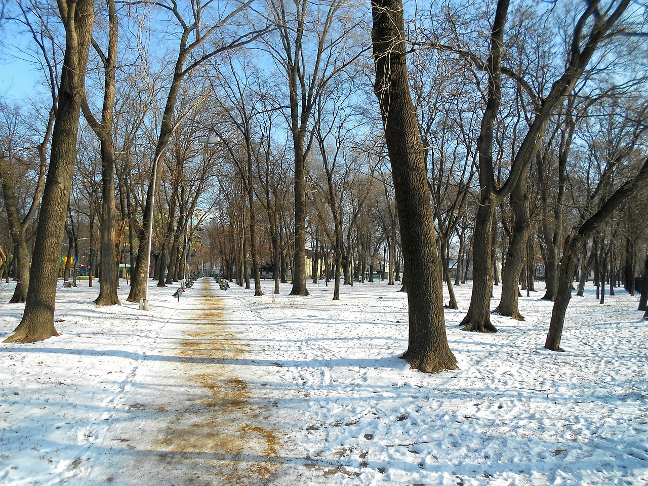 moldova park winter free photo
