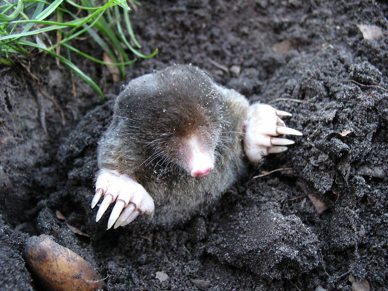mole nature animals free photo