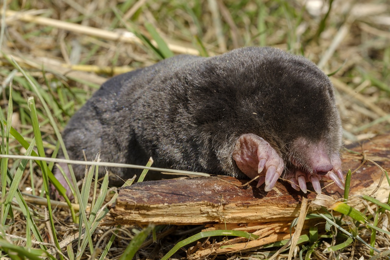 mole  mammal  insect eater free photo