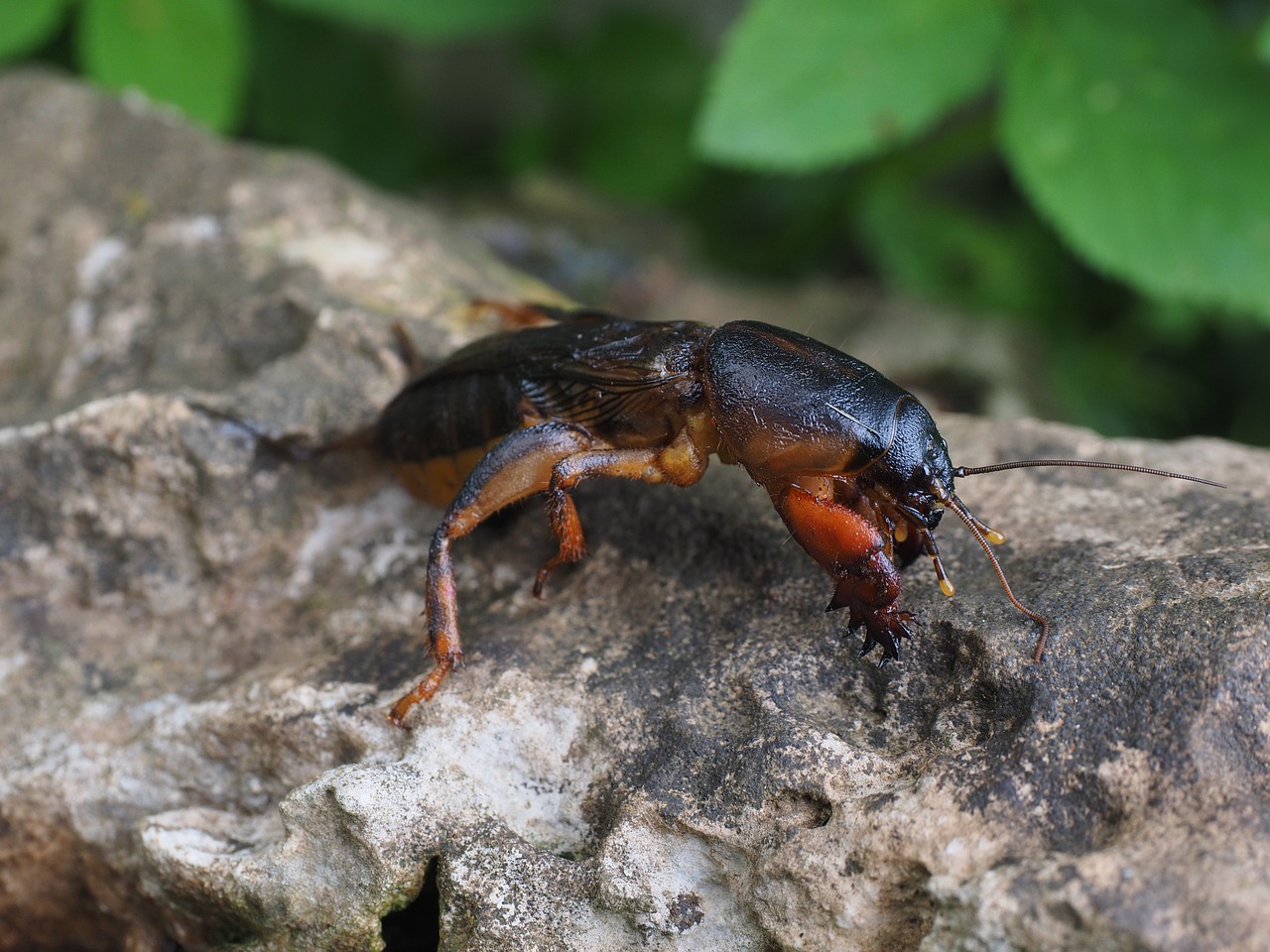 mole cricket gryllotalpidae grasshopper free photo