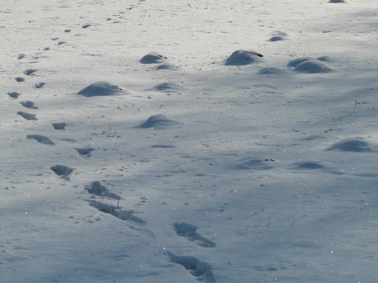 molehill,footprint,wintry,cold,winter,snow,free pictures, free photos, free images, royalty free, free illustrations, public domain