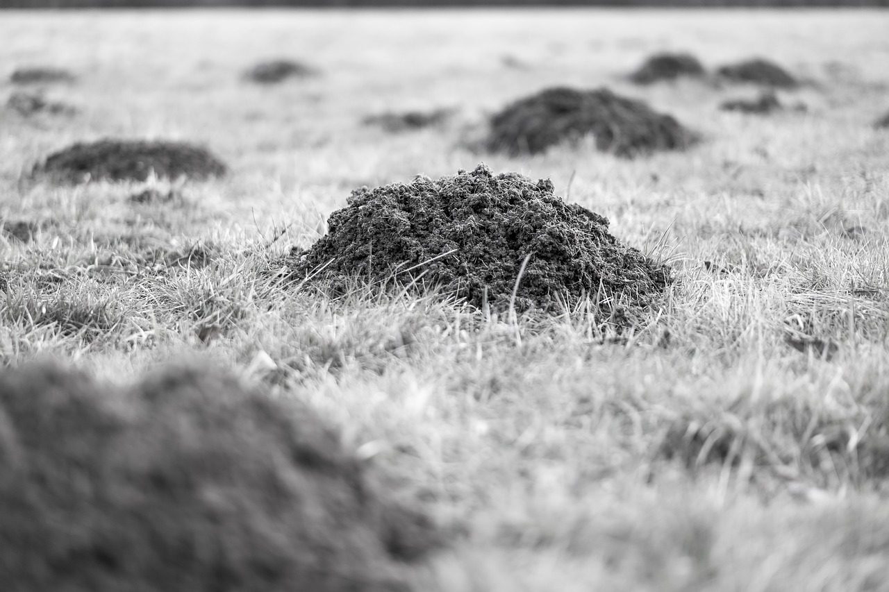 molehill mole earth free photo