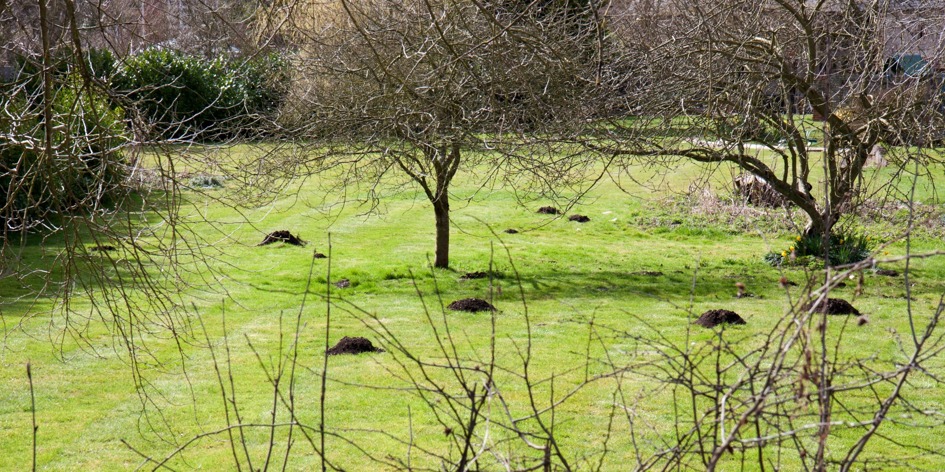 molehill molehills garden free photo