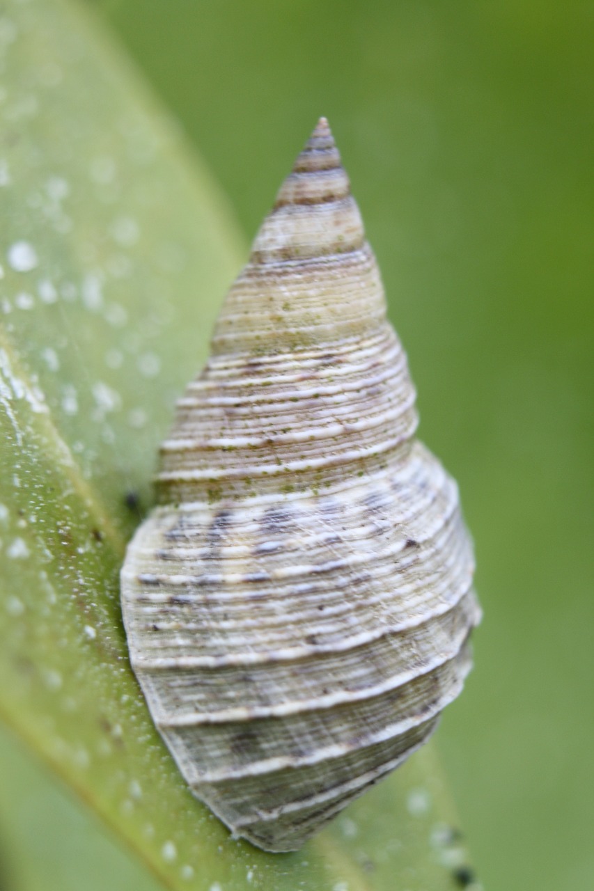 mollusc  snail  mangrove free photo
