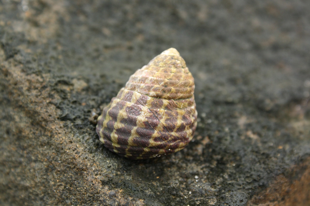 mollusc  shell  australia free photo