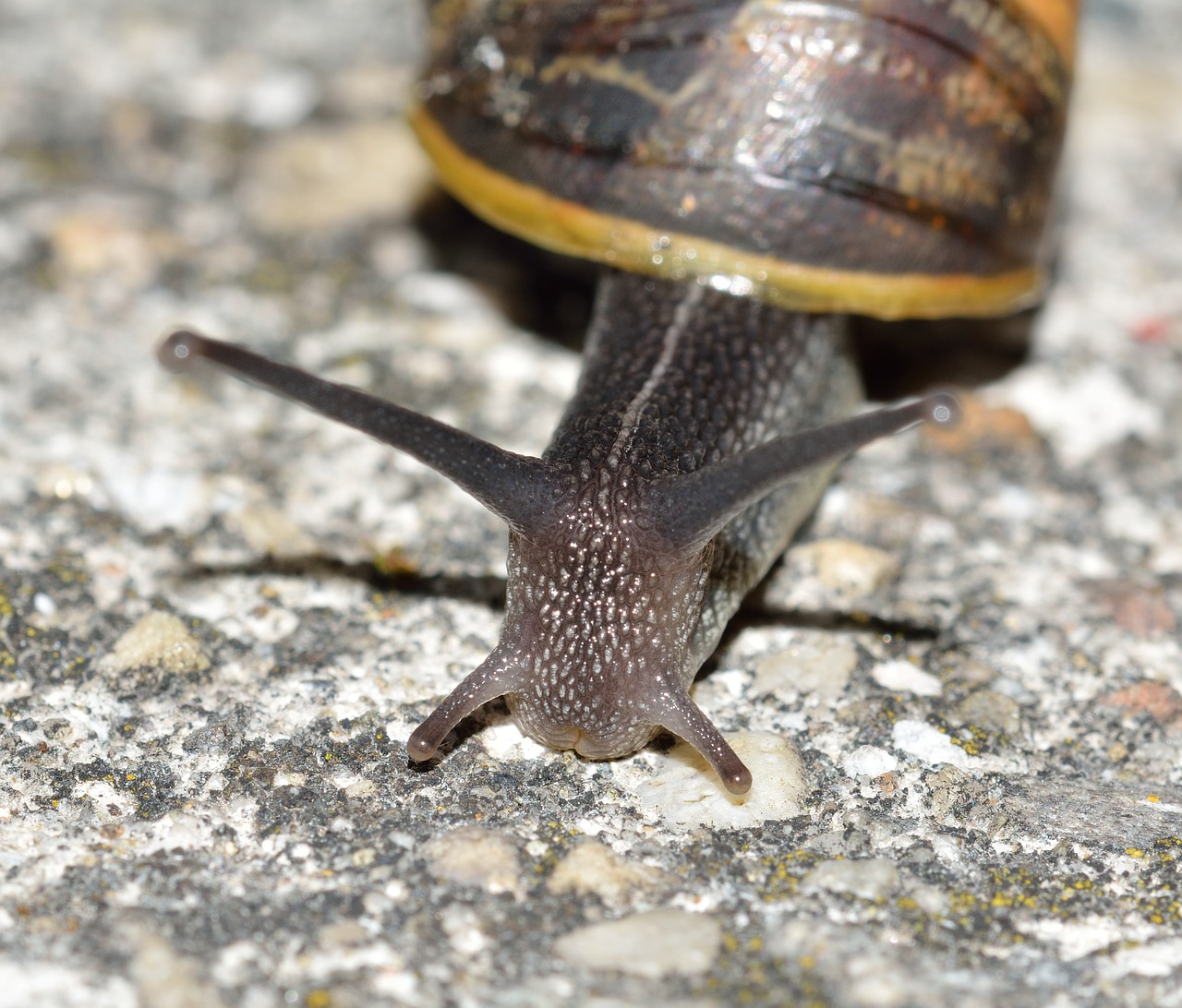 mollusc invertebrate snail free photo