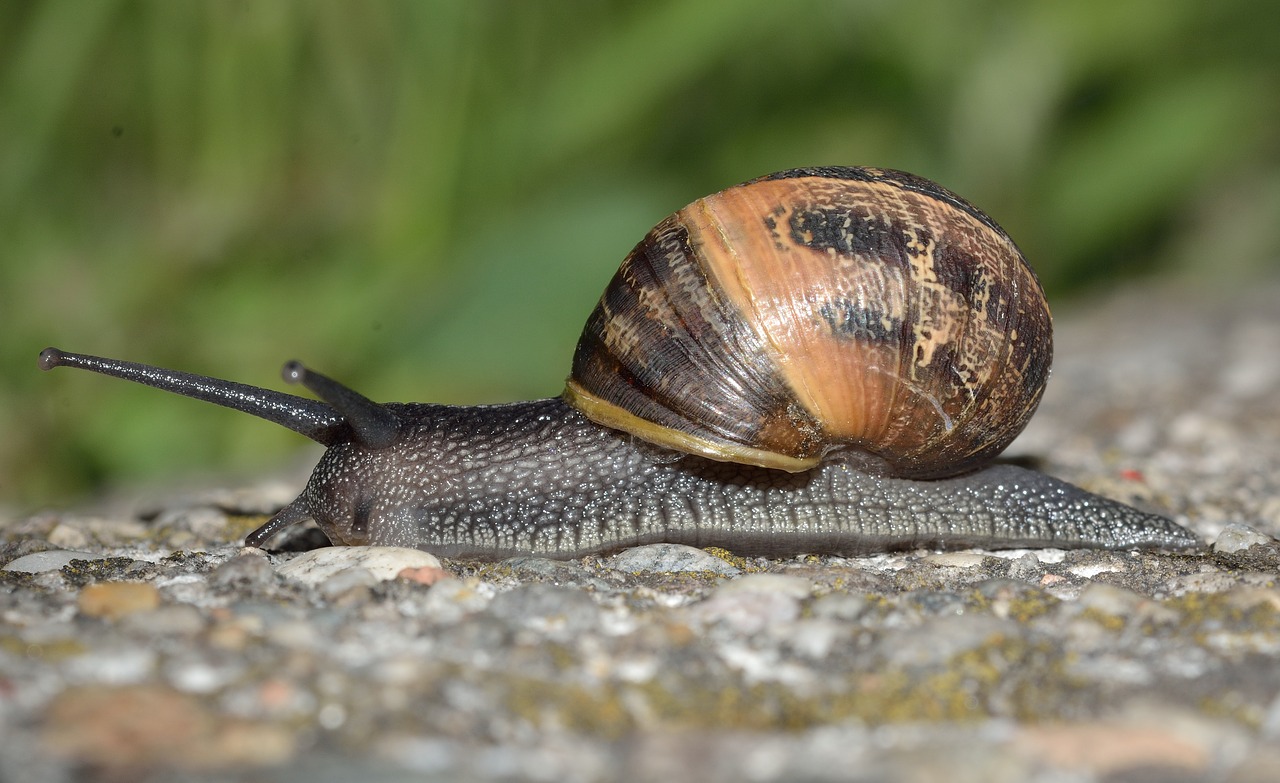 mollusc invertebrates snail free photo