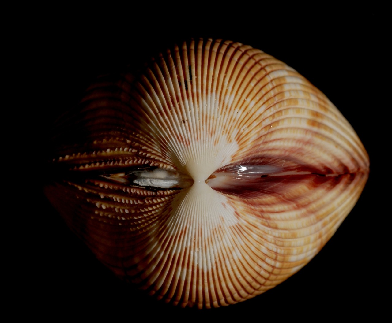 mollusk conch seashell free photo