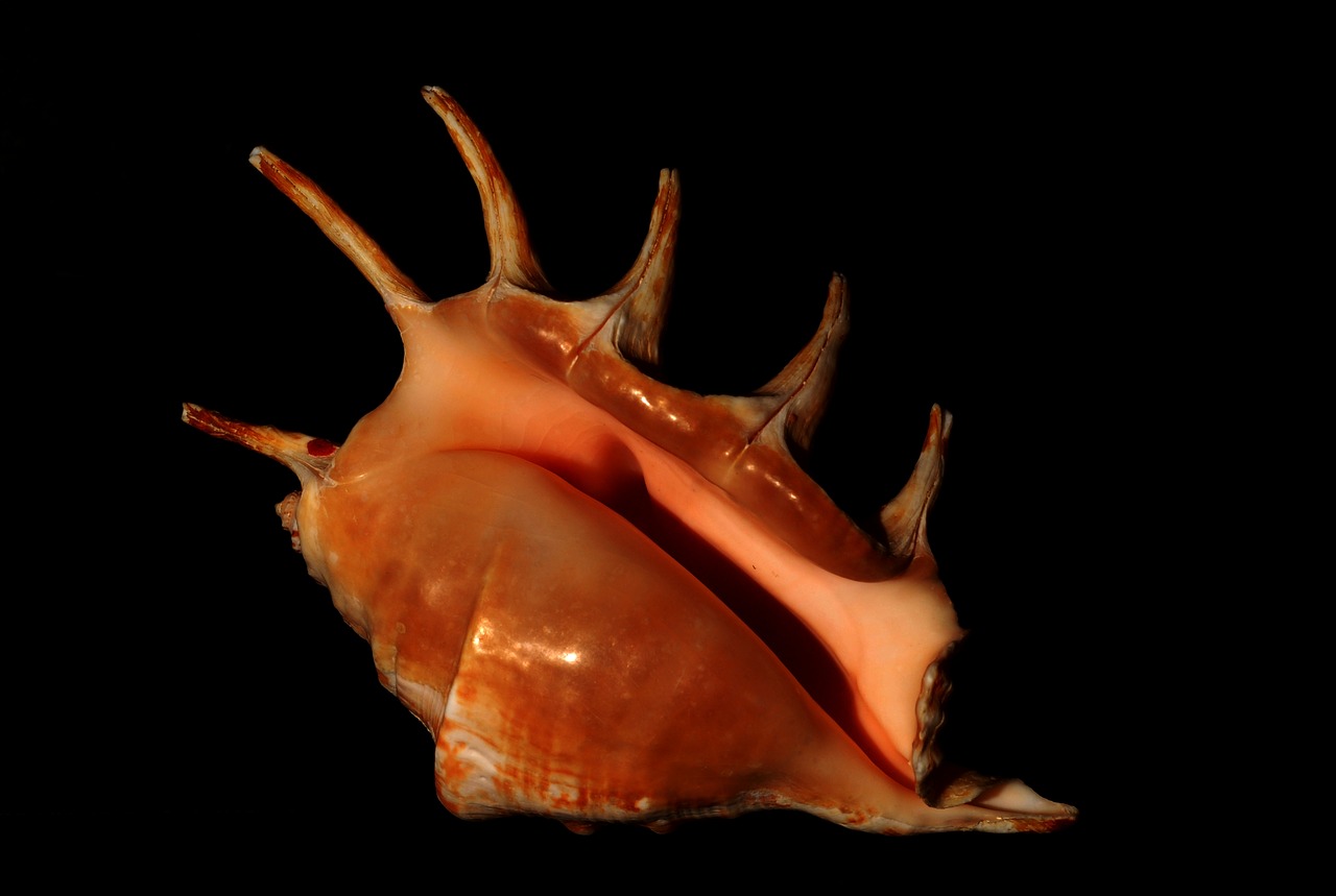 mollusk seashell conch free photo