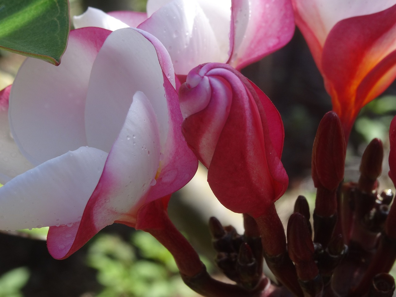 molokaii plumeria blossom free photo