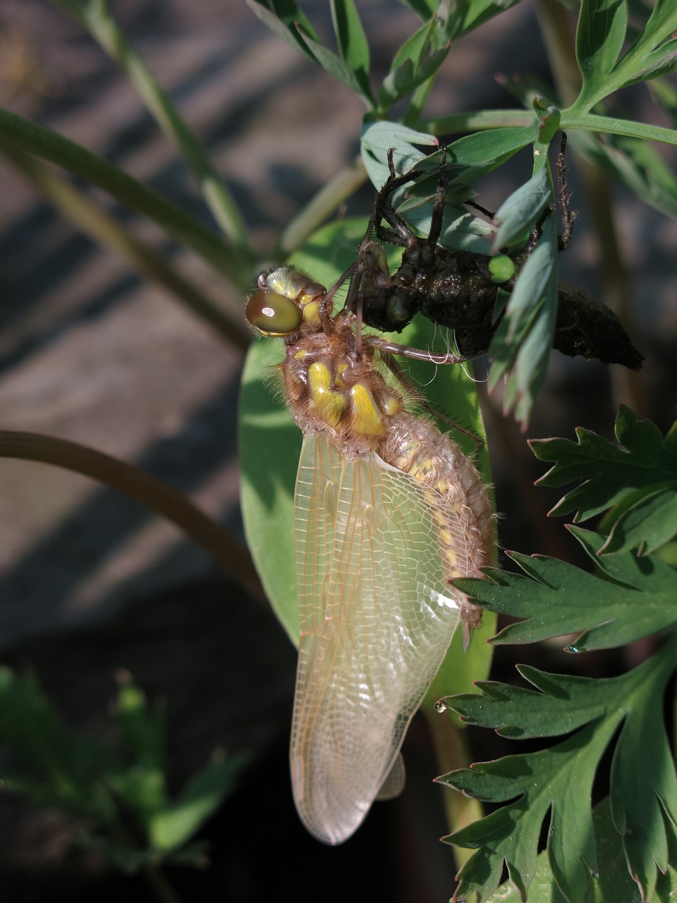 molt shirt  four-spotted dragonfly  libellula quadrimaculata free photo