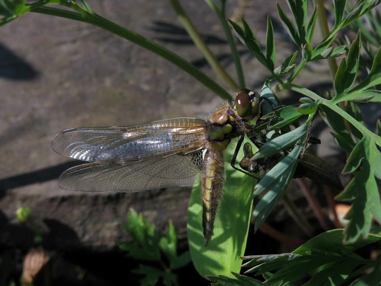molt shirt  four-spotted dragonfly  libellula quadrimaculata free photo