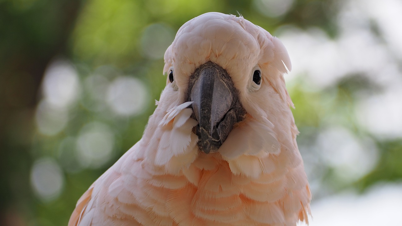 moluccan bird white free photo