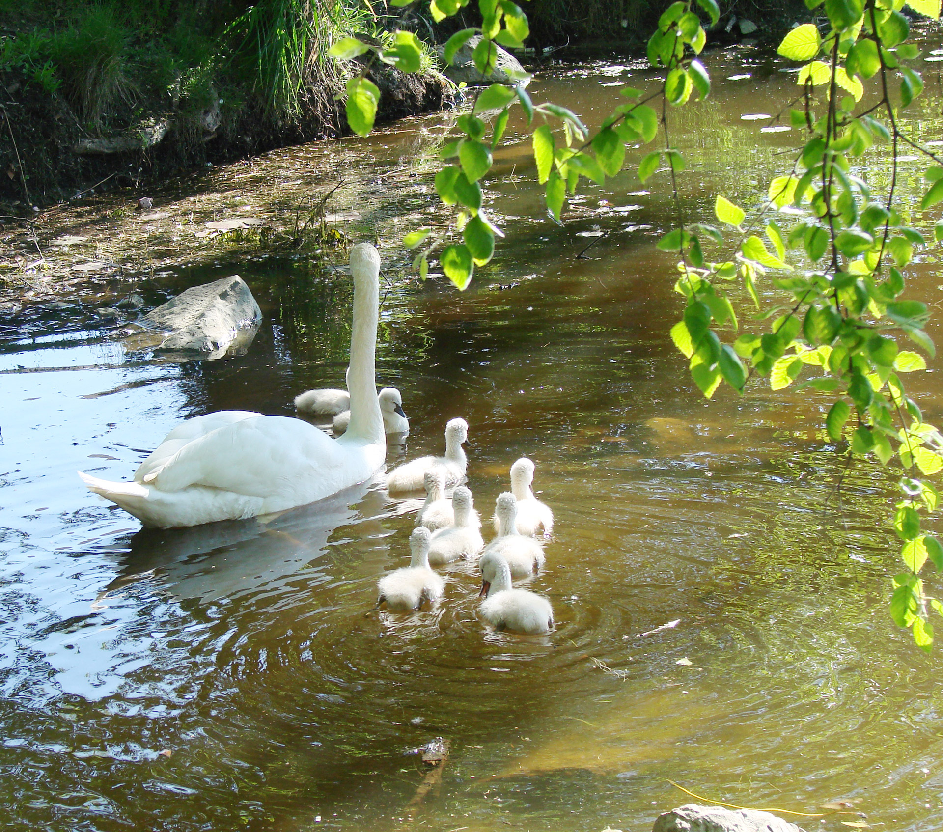 mother swan cygnets spring free photo