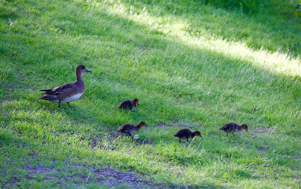 mom duck ducklings wild duck free photo