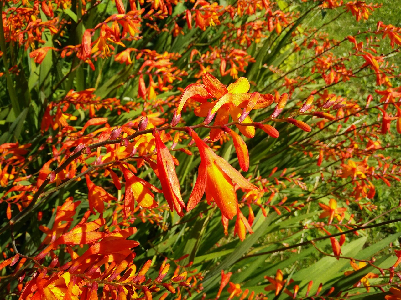 mombretia flowers have free photo