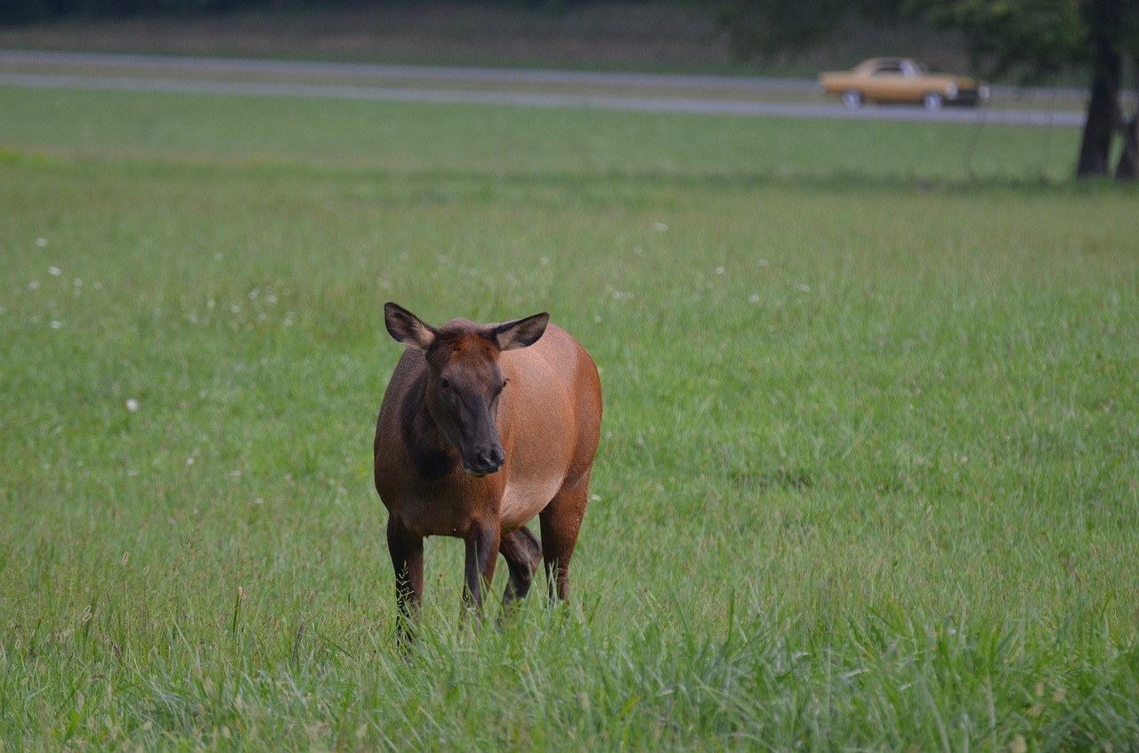 momentum bull  momentum  mammal free photo