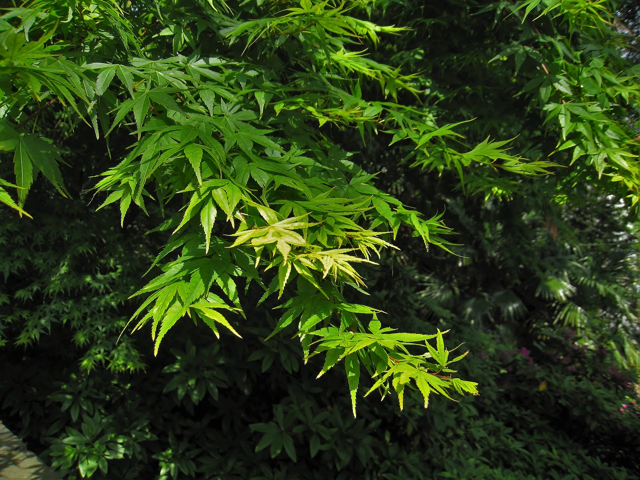 momiji green yokosuka-shi free photo