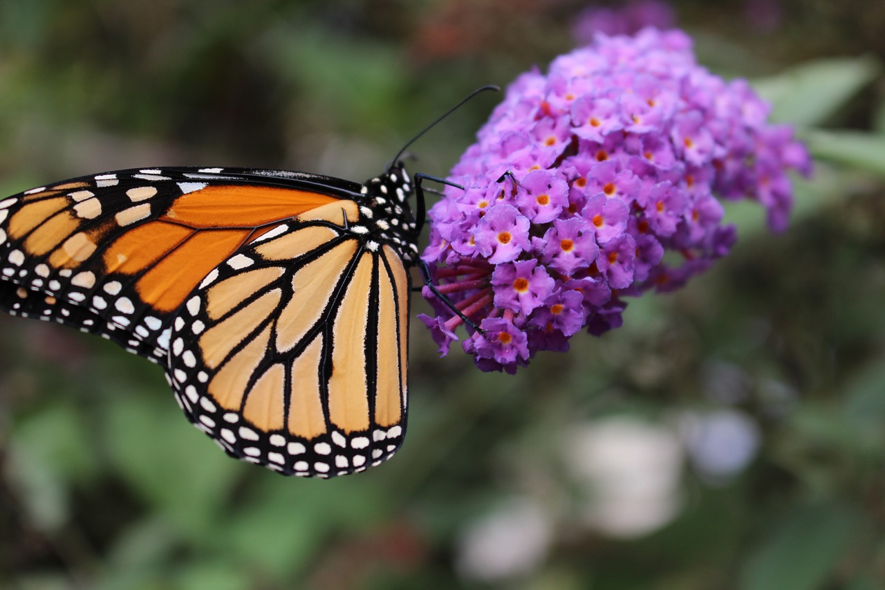 monarch butterfly pollinator free photo