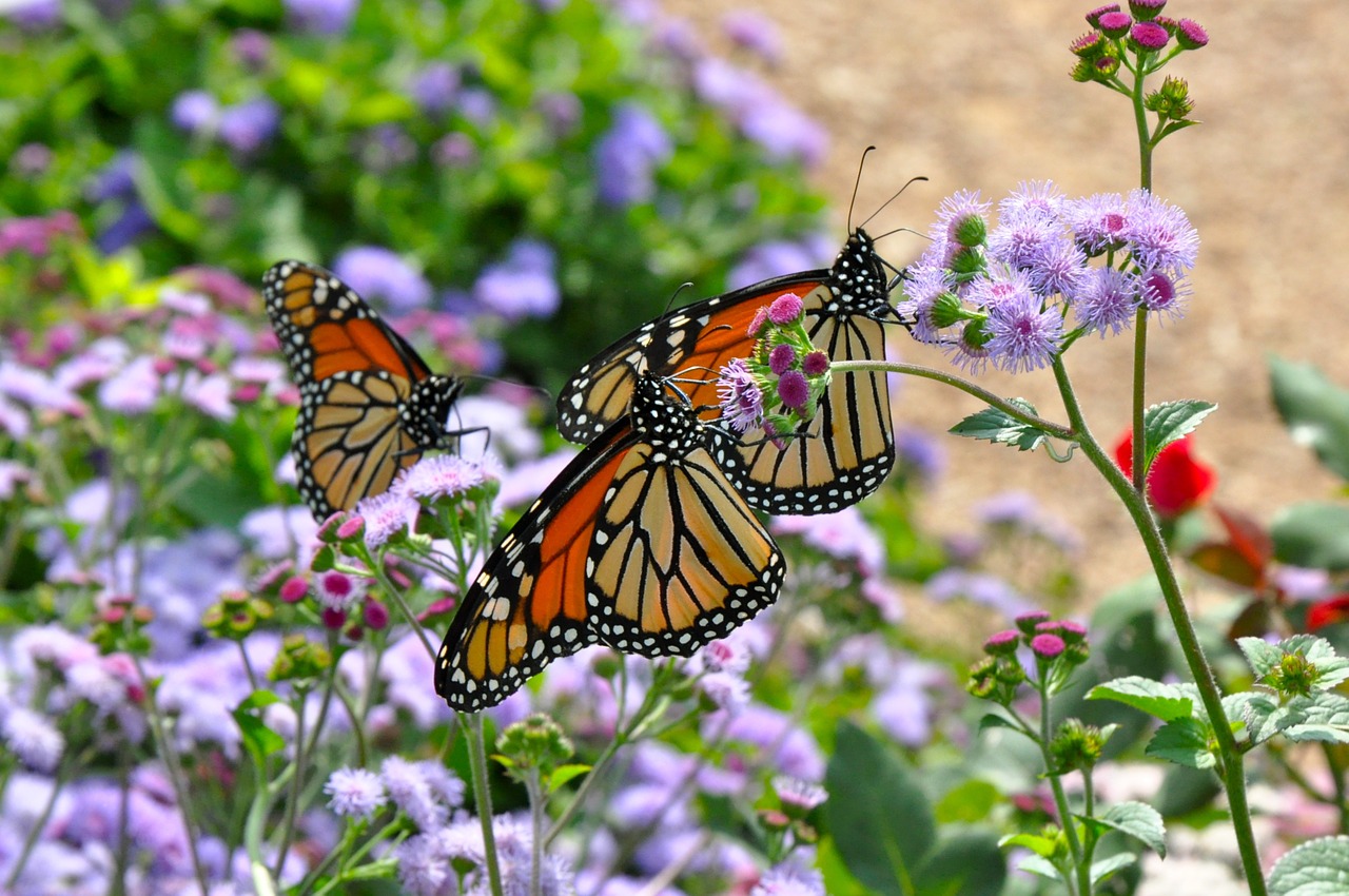 monarch monarch butterfly butterfly free photo