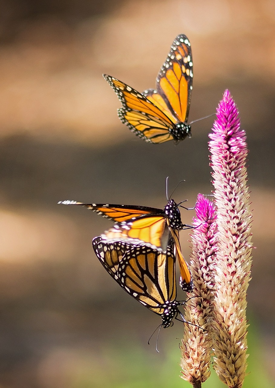 monarch butterfly flight free photo