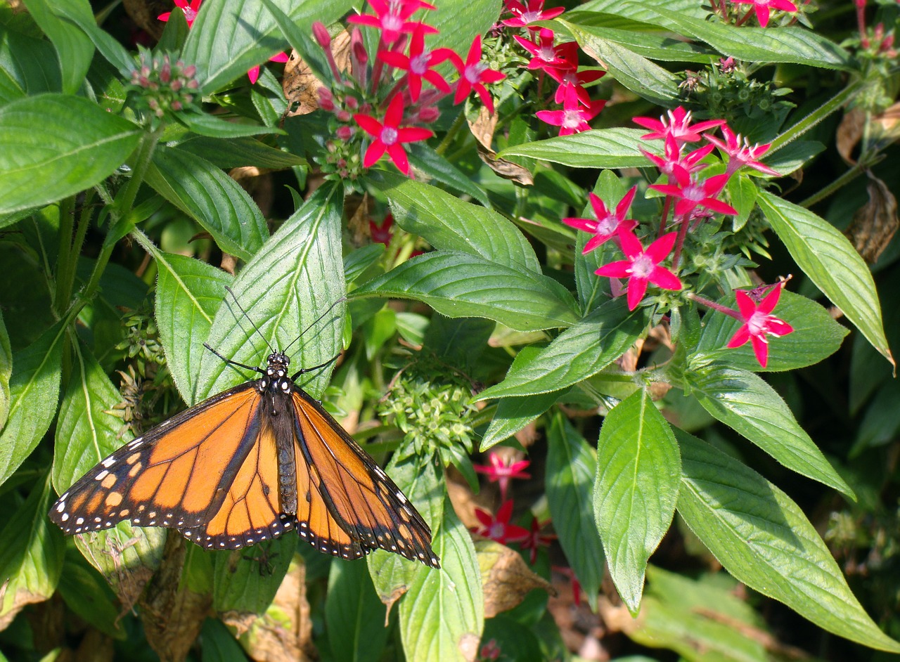 monarch butterfly butterflies free photo