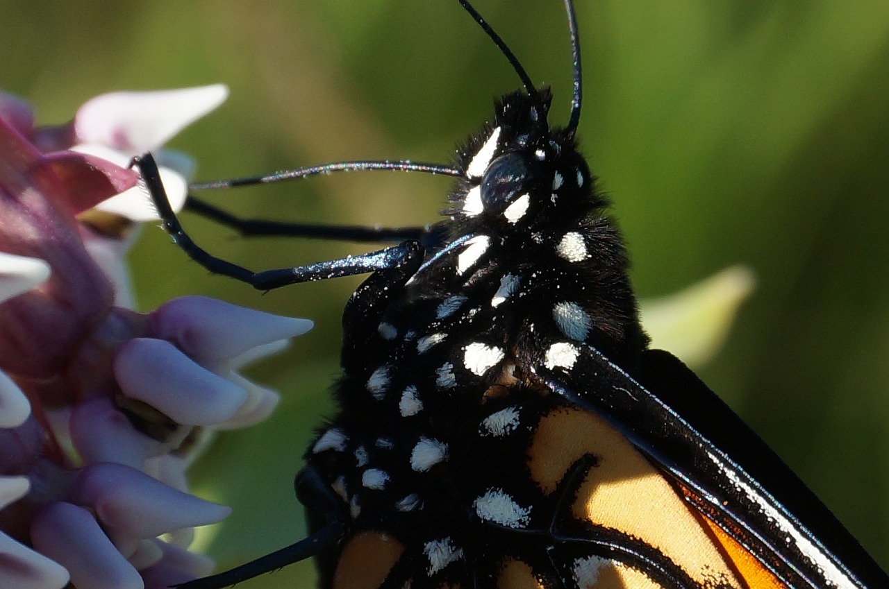 monarch monarch butterfly butterfly free photo