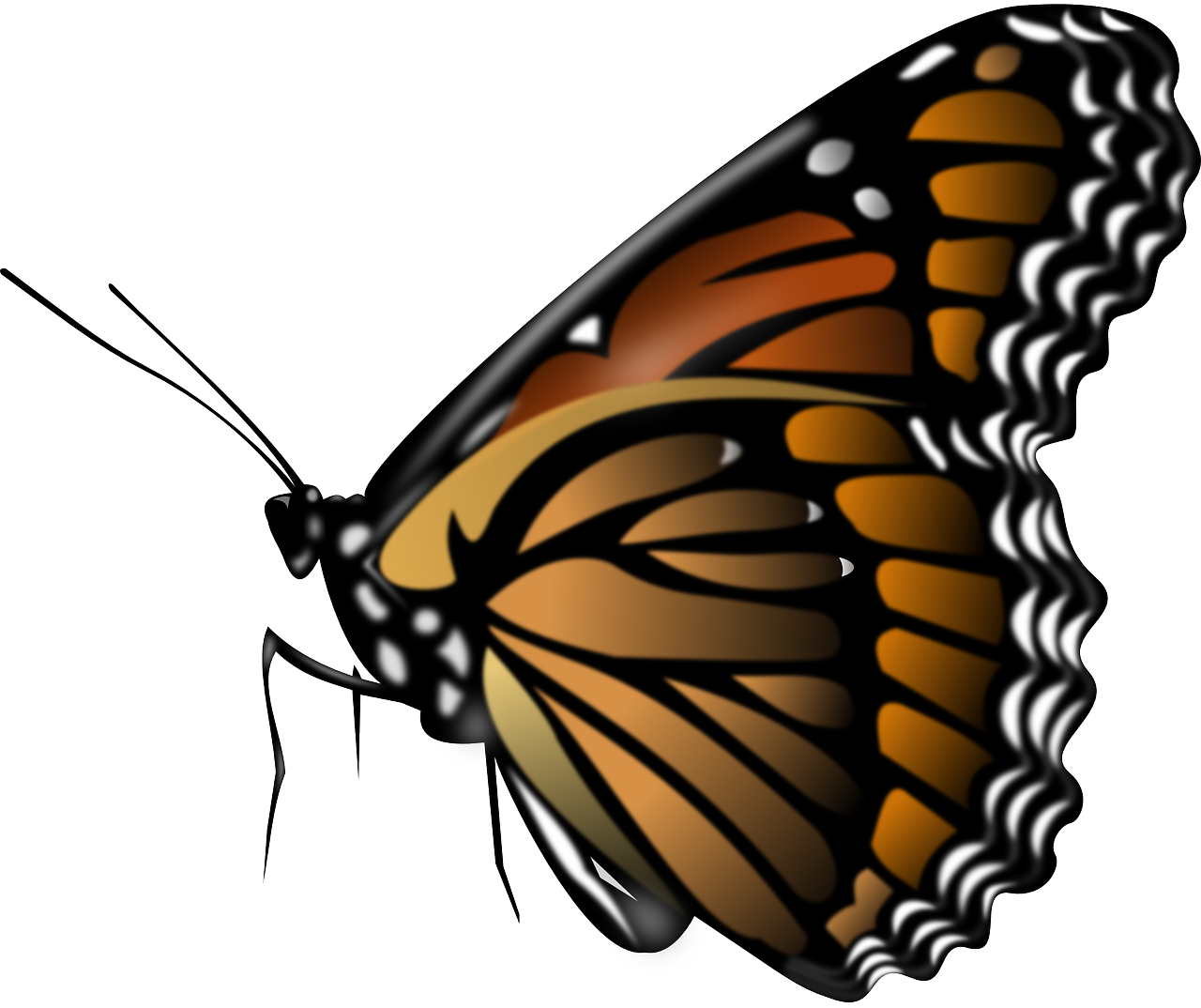 monarch butterfly insect free photo