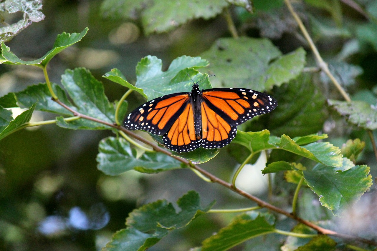 monarch butterfly insect free photo