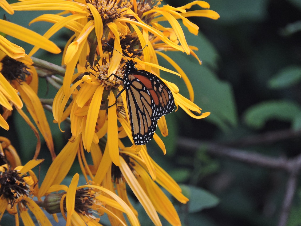 monarch ligularia butterfly free photo
