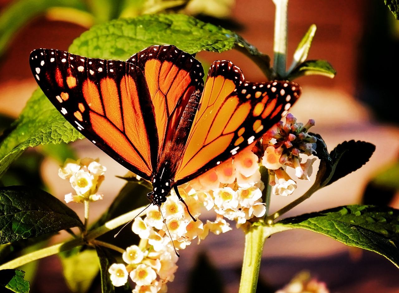 monarch butterfly nature free photo
