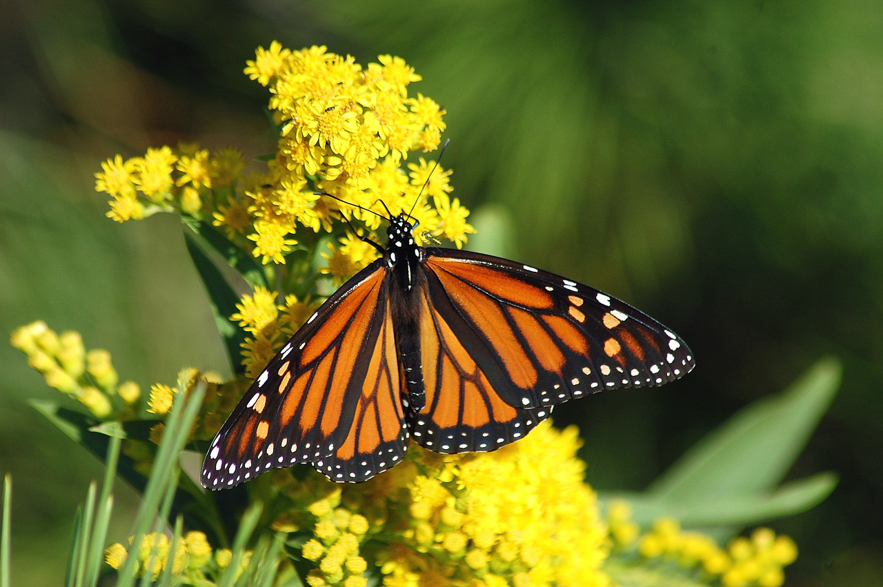 monarch butterfly migration free photo