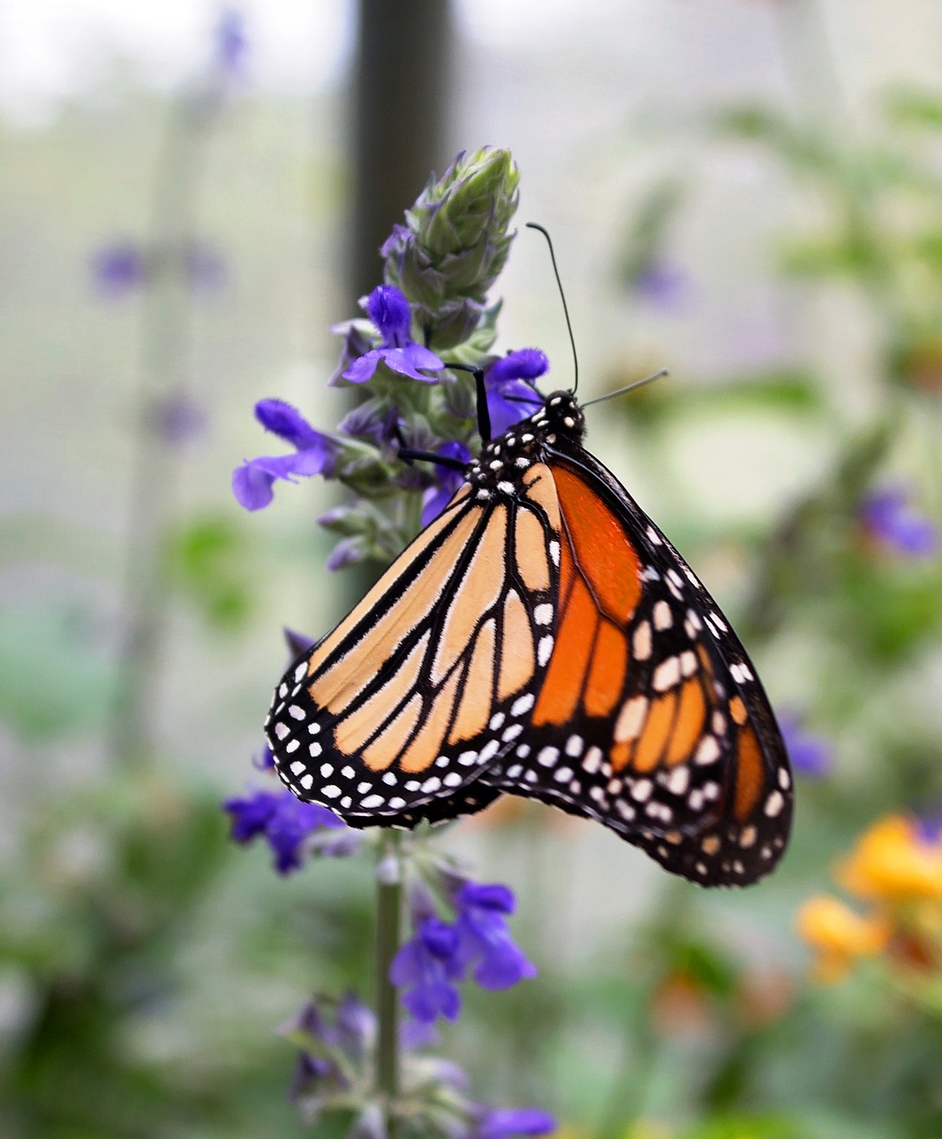 monarch flower insect free photo