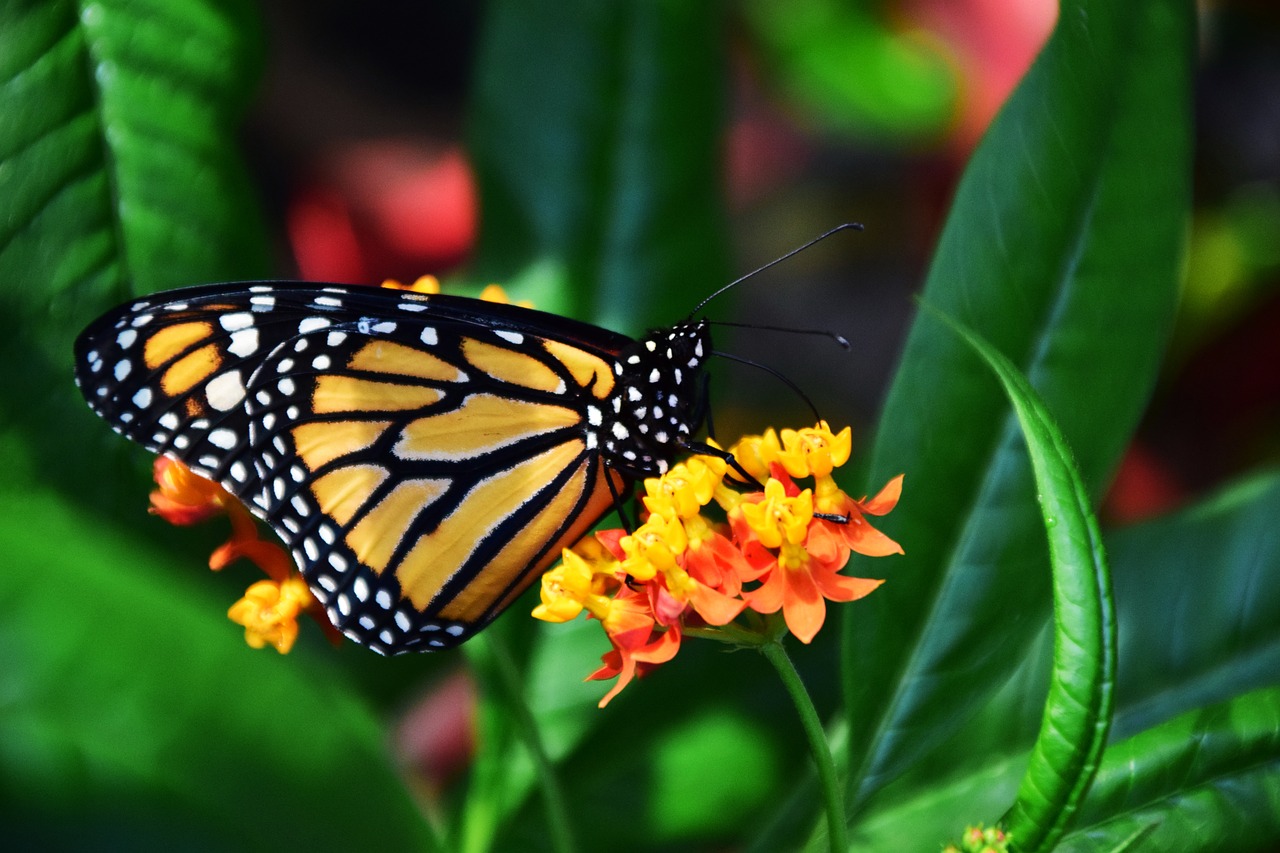 monarch danaus plexipplus butterfly free photo