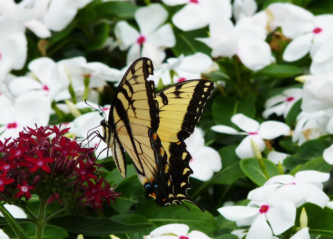 monarch butterfly wildflower free photo