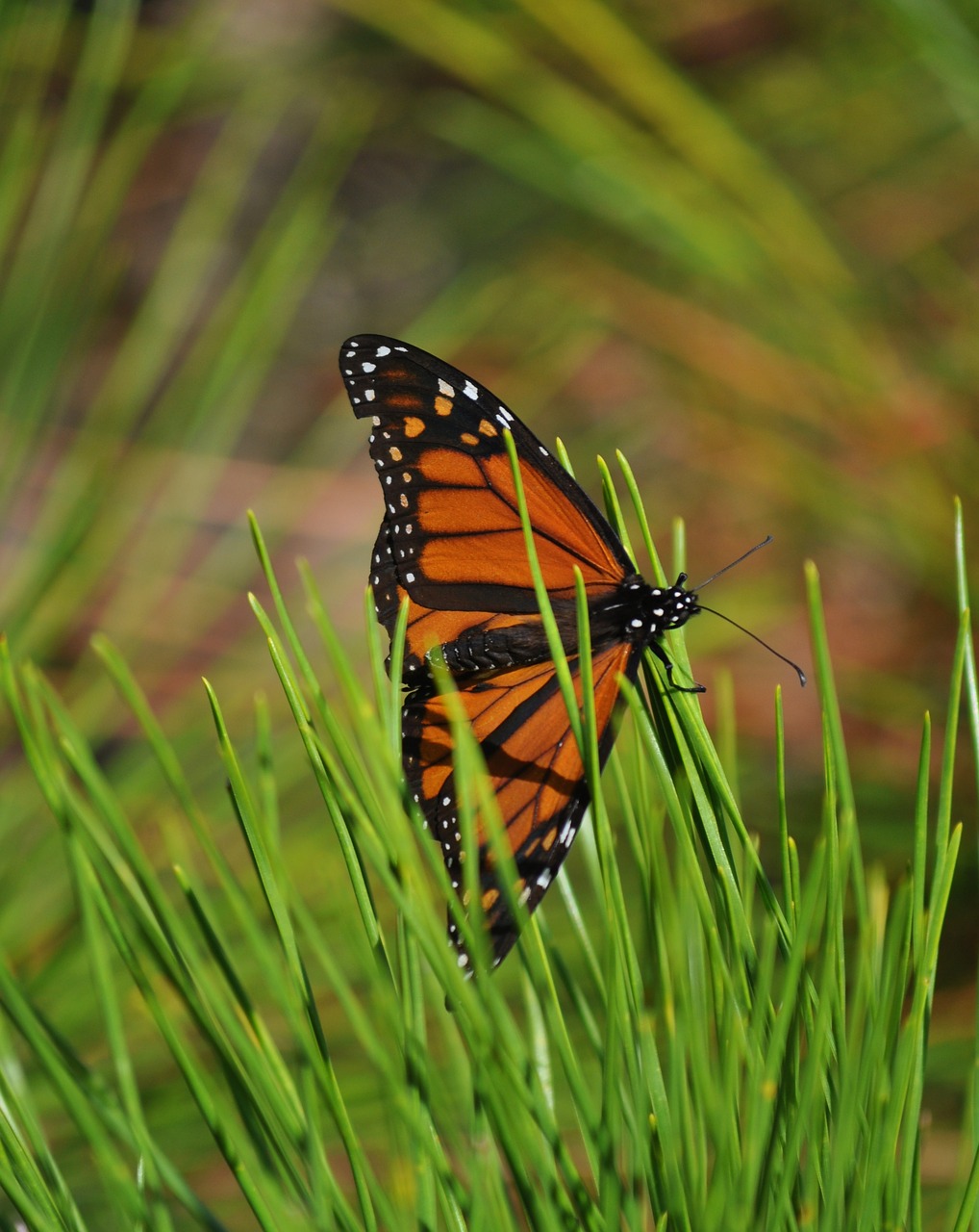 monarch butterfly pine free photo